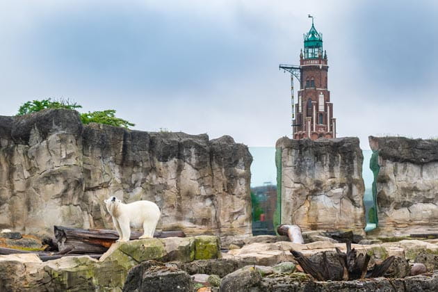 Eisbär auf einem Felsen im Zoo am Meer in den Havenwelten Bremerhaven