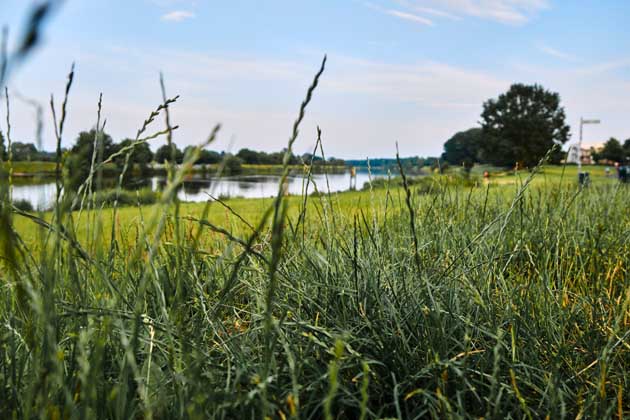 Nahaufnahme einer Wiese, Grashalme im Vordergrund, der Werdersee im Hintergrund