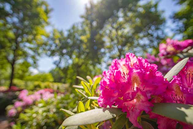 Nahaufnahme einer Rhododendronblüte im Rhododendronpark Bremen an einem Sommertag.