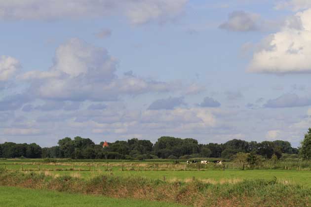 Mehrere Weiden mit ein paar Kühen und Bäumen im idyllischen Bremer Blockland.