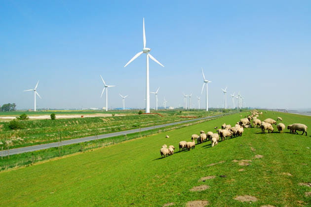 Ein mit Gras bewachsener Deich mit Schafen auf der Deichkrone und Windkraftanlagen im Hintergrund.