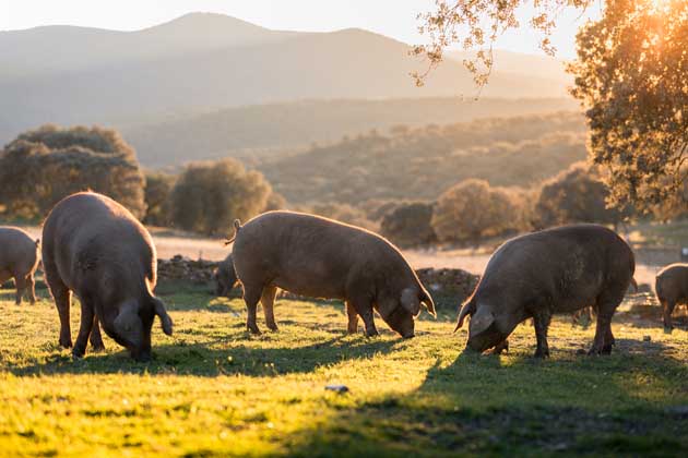 Schweine grasen auf einer Weide auf einem Hügel im Morgengrauen.