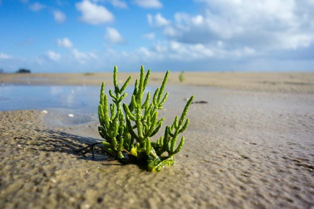 Eine grüne Pflanze (Queller) wächst im Watt des Wattenmeers.
