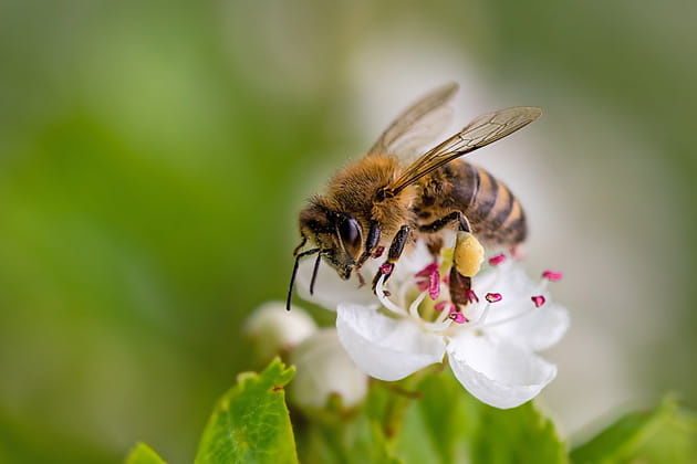 Nahaufnahme einer mit Nektar beladenen Biene auf einer weißen Blüte auf einer grünen Wiese