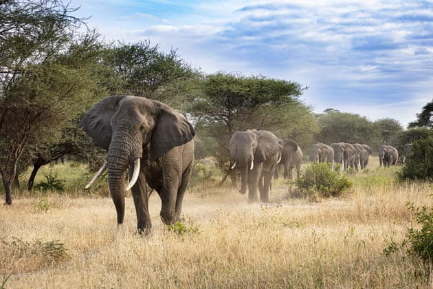 Lange Elefantenprozession in einer afrikanischen Savannenlandschaft