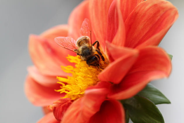 Eine Biene sitzt in einer roten Blüte und sammelt Nektar.