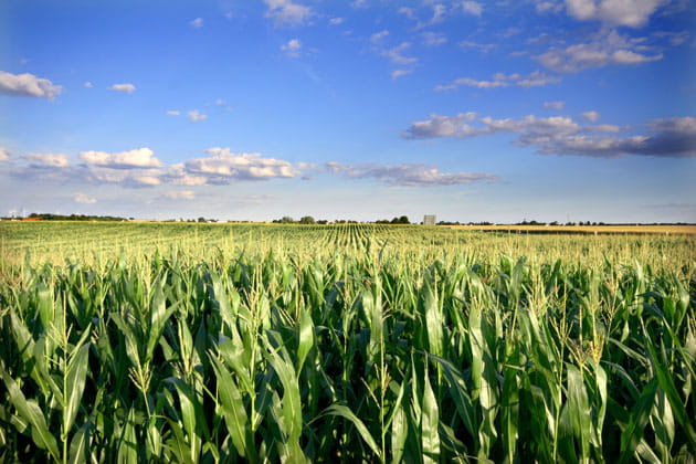 Ein Maisfeld vor blauem Himmel
