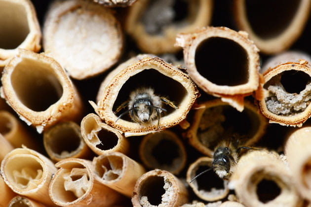 Nahaufnahme eines Bienenhotels, in dem sich mehrere Stadtbienen niedergelassen haben