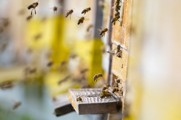 Nahaufnahme des Eingangs eines Bienenstocks, dem sich viele Bienen nähern