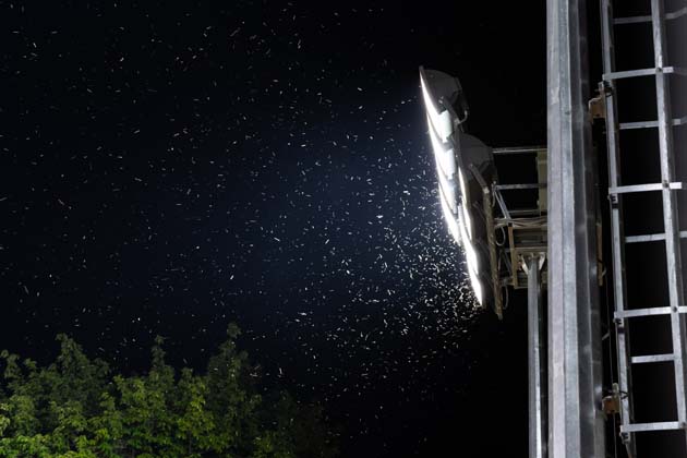 Insektenschwarm fliegt um das Licht einer Flutlichtanlage in der Nacht.
