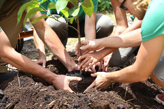 Gruppe von vier jungen Leuten, die einen kleinen Baum in die Erde pflanzen.