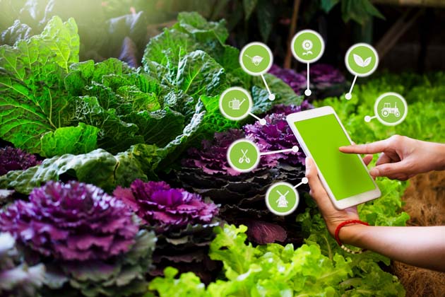 Gemüse im Hintergrund, während eine Person mit Smartphone nach nachhaltigen und veganen Produkten sucht.