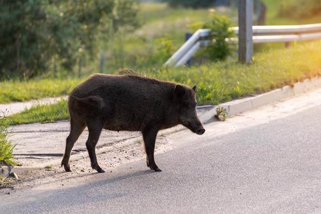 Ein braunes Wildschwein überquert eine gefährliche Straße.