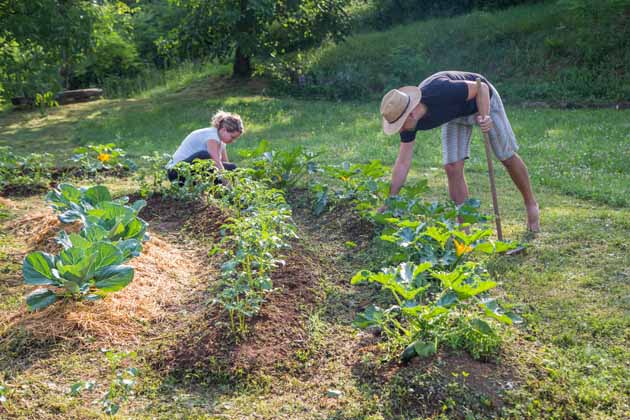 Ein Mann und eine Frauen arbeiten in ihrem Garten im Beet.