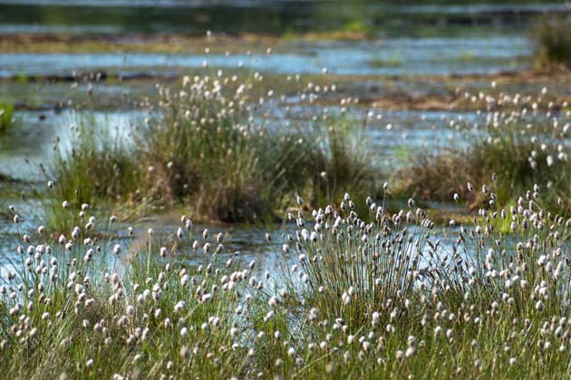 Pfützen und Wollgrass im Moor