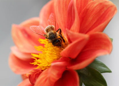 Stadtbienen: urbane Lebensräume schaffen
