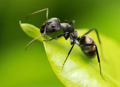 Ameisen im Haus bekämpfen