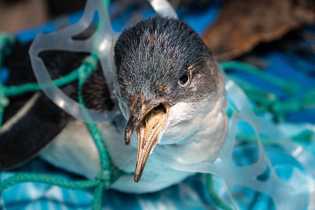 Vogel im Plastiknetz gefangen aufgrund der Meeres- und Umweltverschmutzung durch Plastik