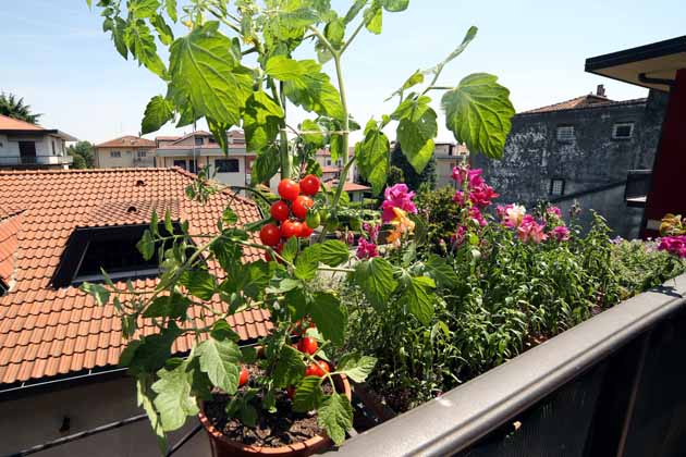 Im Vordergrund eine früchtetragende Tomatenpflanze an einem Balkongeländer, dahinter Dächer und blauer Himmel