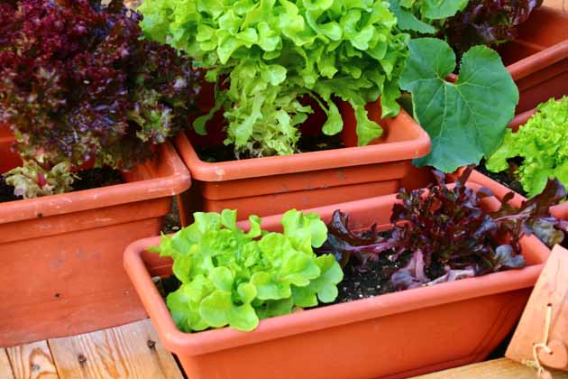 Nahaufnahme von ein paar brauen Blumenkästen mit selbstangebautem Salat darin