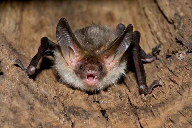 Eine Fledermaus mit großen Ohren, die auf einem Stück Holz sitzt und den Mund offen hat.