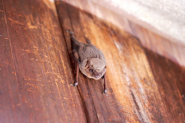 Eine kleine Fledermaus hält sich an einer Holzwand fest.