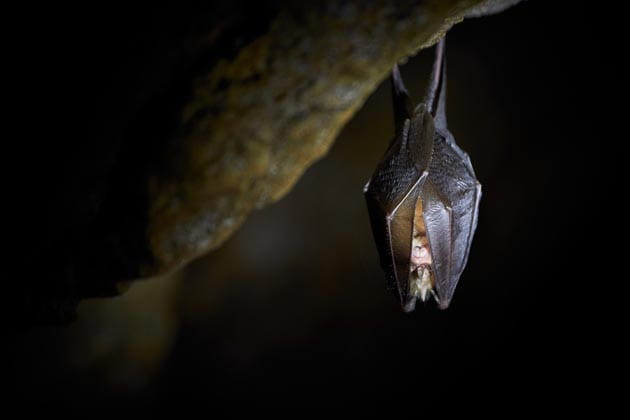 Eine Fledermaus hängt mit gefalteten Flügeln von der Decke einer Höhle.