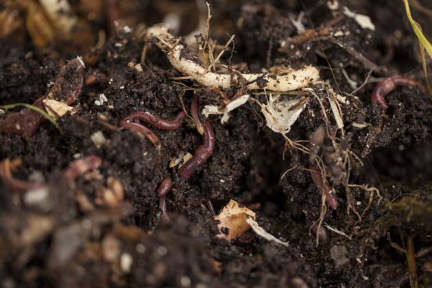 Nahaufnahme von Regenwürmern in einem Kompostbehälter, die Lebensmittelabfälle und anderes organisches Material zu Komposterde verarbeiten