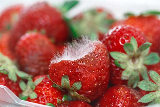 Nahaufnahme einer Schale voller Erdbeeren, von denen die vorderste eine haarige weiße Schimmelschicht hat