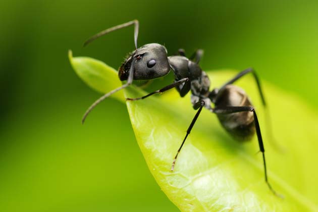 Nahaufnahme einer schwarzen Ameisen, die auf einem Blatt sitzt.