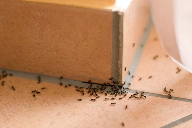 Viele Ameisen tummeln sich an einer offenen Fuge im Bad.