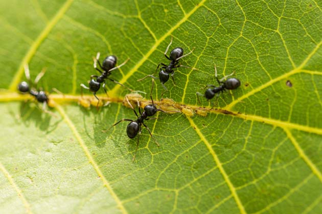 Schwarze Ameisen züchten Blattläuse auf einem Blatt, um ihren Honigtau zu ernten.