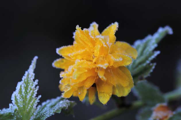 Eine in Frost gehüllte Pflanze mit gelber Blüte.