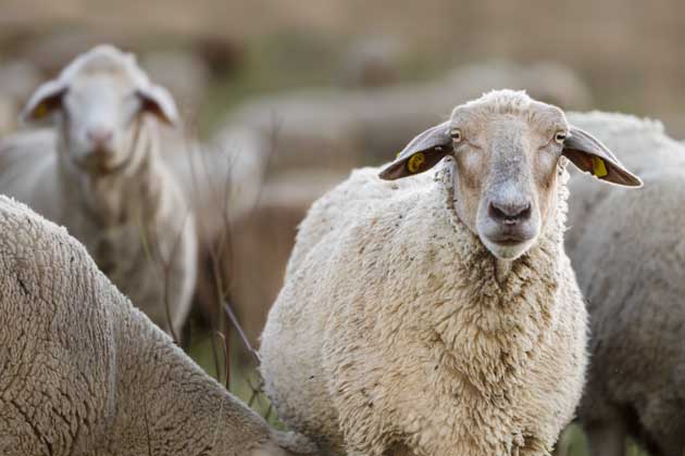 Ein Schaf einer Schafsherde schaut direkt in die Kamera.