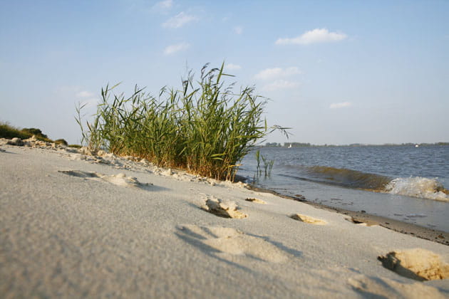Sandstrand an der Weser mit grünen Schilfgräsern
