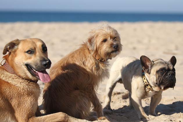 Drei verschiedene Hunde sind bei Sonnenschein an einem Hundestrand.