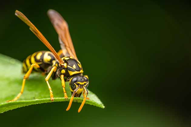 Nahaufnahme einer Wespe, die auf einem grünen Blatt sitzt.