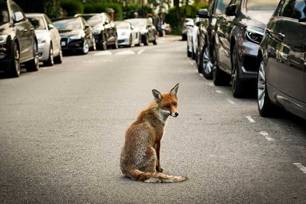 Ein Fuchs sitzt in der Stadt zwischen vielen parkenden Autos auf einer Straße.