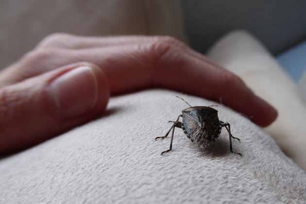 Eine Stinkwanze in einer Wohnung krabbelt auf einer Wolldecke auf eine Hand zu.